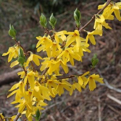 Форзиция промежуточная 7Ц (туба) в интернет гипермаркете «Планета Лета». Фото