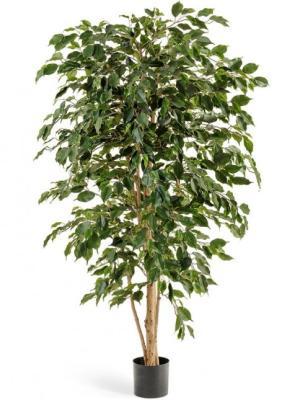 Фикус Бенджамина Нитида 150 см 2/2 в интернет гипермаркете «Планета Лета». Фото