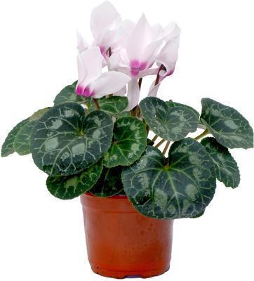 Цикламен Halios Curly, Гор15 М в интернет гипермаркете «Планета Лета». Фото