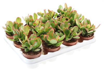 Крассула Sunset, Гор9, Выс15 в интернет гипермаркете «Планета Лета». Фото