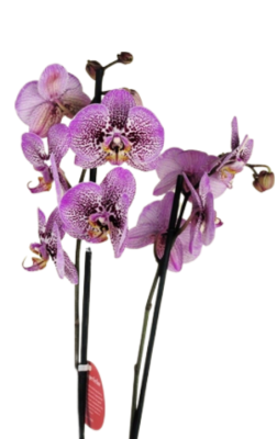 Фаленопсис 2 pp Heart 2 Tak, Гор12, Выс60 в интернет гипермаркете «Планета Лета». Фото