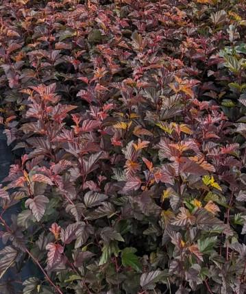 Пузыреплодник калинолистный Андре в коробке Кут в интернет гипермаркете «Планета Лета». Фото