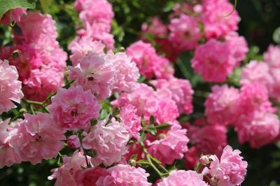 Роза почвопокровная Фейри Чайнгелинг Гор 23 М в интернет гипермаркете «Планета Лета». Фото