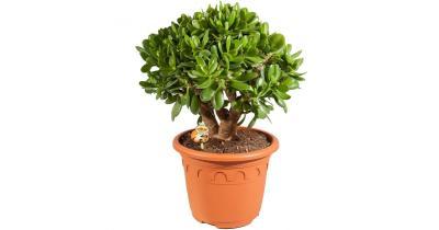 Крассула Ovata, Гор27, Выс100 в интернет гипермаркете «Планета Лета». Фото