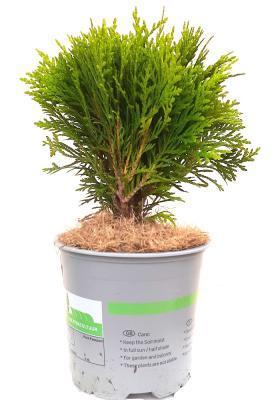 Туя запад.Danica, Гор13, Выс20 в интернет гипермаркете «Планета Лета». Фото