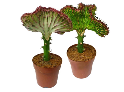 Эуфорбия, Гор27, Выс60 в интернет гипермаркете «Планета Лета». Фото