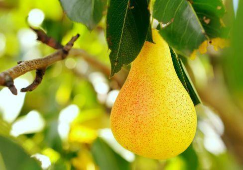 Груша Медовая 2-летка С4 Н140 в интернет гипермаркете «Планета Лета». Фото