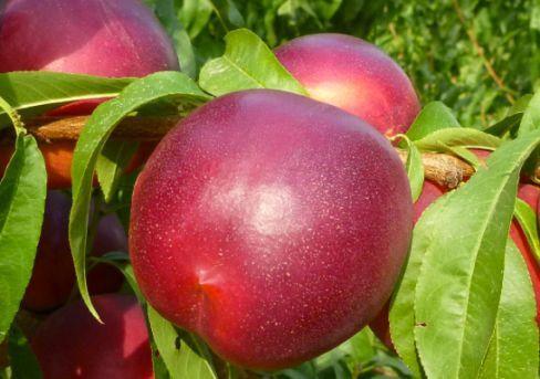 Нектарин Лола 2-летка С4 Выс120 в интернет гипермаркете «Планета Лета». Фото