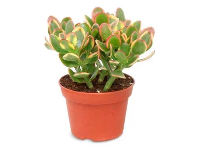 Крассула Ovata, Гор9, Выс15 в интернет гипермаркете «Планета Лета». Фото