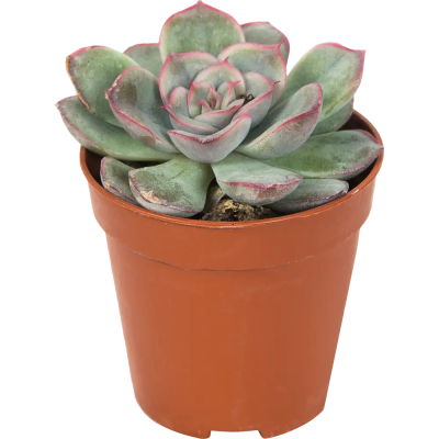 Эчеверия color, Гор5, Выс6 в интернет гипермаркете «Планета Лета». Фото