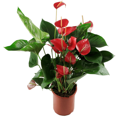 Антуриум Princess Alexia, Гор17, Выс70 в интернет гипермаркете «Планета Лета». Фото