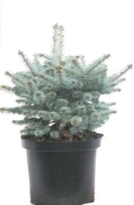 Ель колючая Glauca Globosa, Гор38, Выс40 в интернет гипермаркете «Планета Лета». Фото