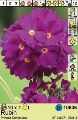 STA Примула Denticulata Rubin (x1) Holland Bulb Market в интернет гипермаркете «Планета Лета». Фото STA Примула Denticulata Rubin (x1) в интернет гипермаркете «Планета Лета». Фото