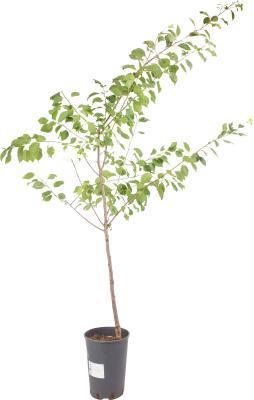 Абрикос Черный Принц 2-летка С4 Выс140 в интернет гипермаркете «Планета Лета». Фото