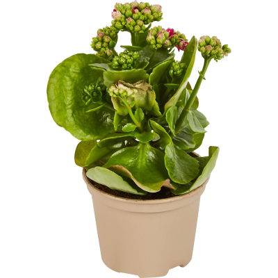 Каланхоэ Calandiva Mix трио, Гор13 М в интернет гипермаркете «Планета Лета». Фото