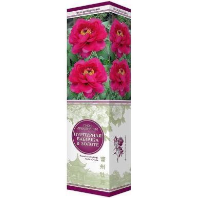 Пион древовидный Пурпурная бабочка в золоте П в интернет гипермаркете «Планета Лета». Фото