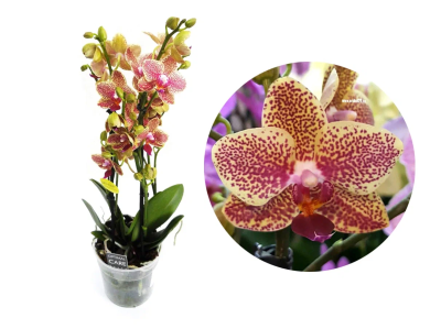 Фаленопсис 2 pp Mix Pikachu, Гор12, Выс70 в интернет гипермаркете «Планета Лета». Фото