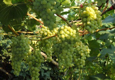 Виноград культурный Августин (туба) в интернет гипермаркете «Планета Лета». Фото