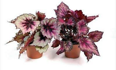 Бегония Blad Rex, Гор8, Выс15 в интернет гипермаркете «Планета Лета». Фото