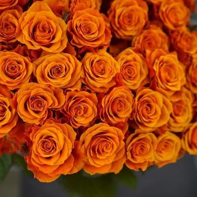 Роза чайно-гибрид Испания ОКС в интернет гипермаркете «Планета Лета». Фото