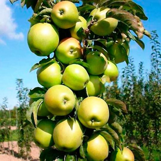 Яблоня колоновидная Трайдент 1-летка ОКС Н130 в интернет гипермаркете «Планета Лета». Фото