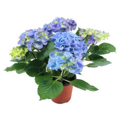Гортензия крупноцв., Гор15, Выс45 в интернет гипермаркете «Планета Лета». Фото