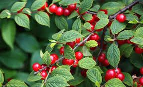 Вишня войлочная Огонек П в интернет гипермаркете «Планета Лета». Фото