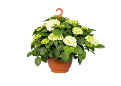 Гортензия крупноцв. подвес, Гор27-30 М в интернет гипермаркете «Планета Лета». Фото