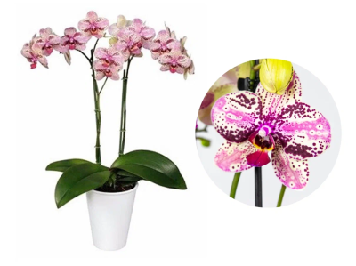 Фаленопсис 2 pp Frontera, Гор12, Выс60 в интернет гипермаркете «Планета Лета». Фото