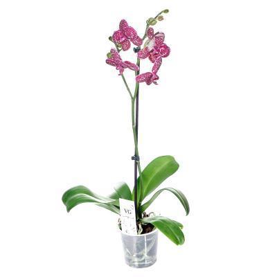 Фаленопсис 1 pp Wild Cat, Гор12 Выс60 в интернет гипермаркете «Планета Лета». Фото