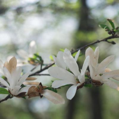 Магнолия звездчатая 7Ц (туба) в интернет гипермаркете «Планета Лета». Фото