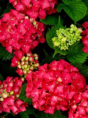 Гортензия крупнолистовая Ред Энжел П в интернет гипермаркете «Планета Лета». Фото