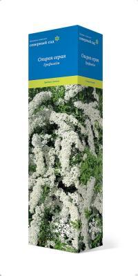 Спирея серая Грефшейм/ЦКор в интернет гипермаркете «Планета Лета». Фото