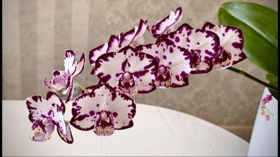 Фаленопсис 2 pp Queens Kiss, Гор12,Выс50 в интернет гипермаркете «Планета Лета». Фото