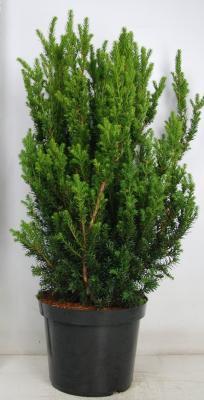 Тис средний Hillii, Гор33, Выс90 И в интернет гипермаркете «Планета Лета». Фото