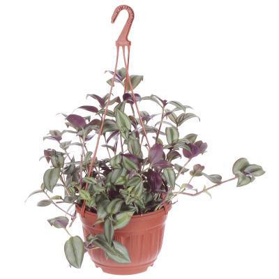 Традесканция ампельная, Гор24 М в интернет гипермаркете «Планета Лета». Фото