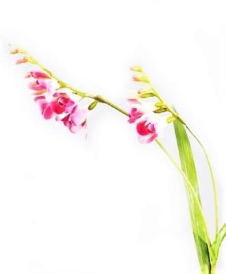 Фрезия темно-розовая в-80 см, 2 ветки 12/72 30.0610045PK в интернет гипермаркете «Планета Лета». Фото