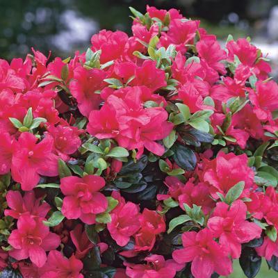 Азалия японская Марушка П в интернет гипермаркете «Планета Лета». Фото