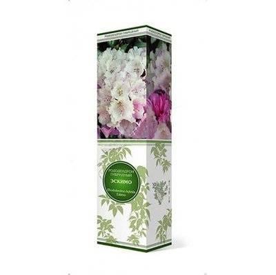 Рододендрон гибридный Эскимо П в интернет гипермаркете «Планета Лета». Фото