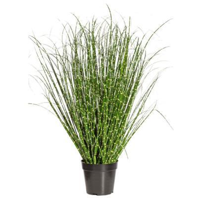 Мискантус Зебринус, Гор15 М в интернет гипермаркете «Планета Лета». Фото