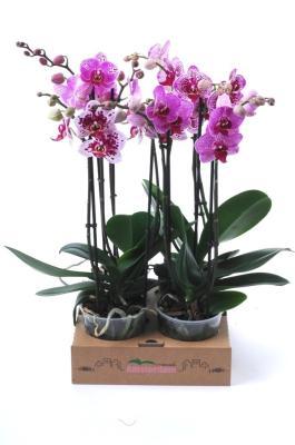 Фаленопсис 2 pp Multiflora, Гор12, Выс50 в интернет гипермаркете «Планета Лета». Фото