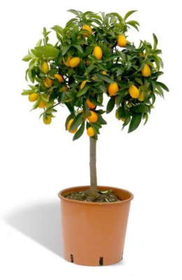 Цитрус FORT. MARGARITA -KUMQUAT, Гор19, Выс65 в интернет гипермаркете «Планета Лета». Фото