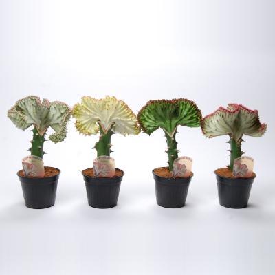 Эуфорбия Cristata, Гор13, Выс30 в интернет гипермаркете «Планета Лета». Фото