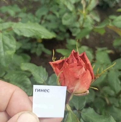 Роза чайно-гибридная Гинес ОКС в интернет гипермаркете «Планета Лета». Фото