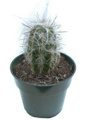 Кактус OREOCEREUS, Гор40, Выс40 в интернет гипермаркете «Планета Лета». Фото