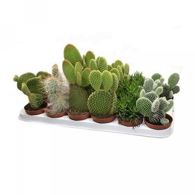 Опунция Mix, Гор12, Выс40 в интернет гипермаркете «Планета Лета». Фото