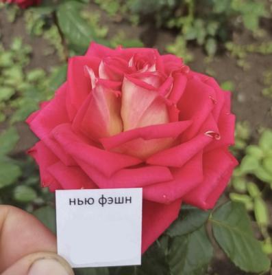 Роза чайно-гибридная Нью фешн ОКС в интернет гипермаркете «Планета Лета». Фото