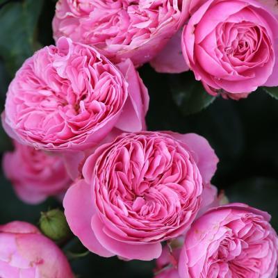 Роза флорибунда Аллюр Винтер Джевел П в интернет гипермаркете «Планета Лета». Фото