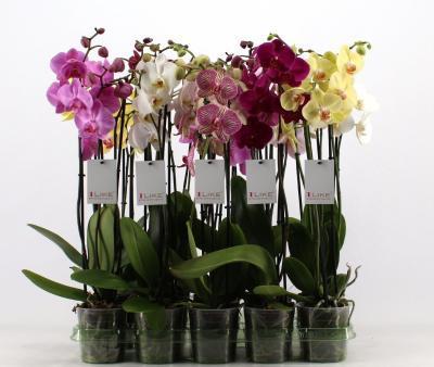 Фаленопсис 3 pp Mix, Гор12, Выс70 в интернет гипермаркете «Планета Лета». Фото