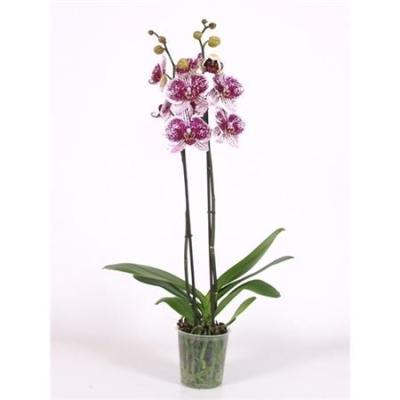 Фаленопсис 2 pp Red Andorra, Гор60, Выс12 в интернет гипермаркете «Планета Лета». Фото